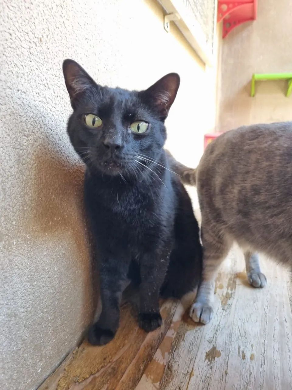 Gato Preto Macho Castrado
