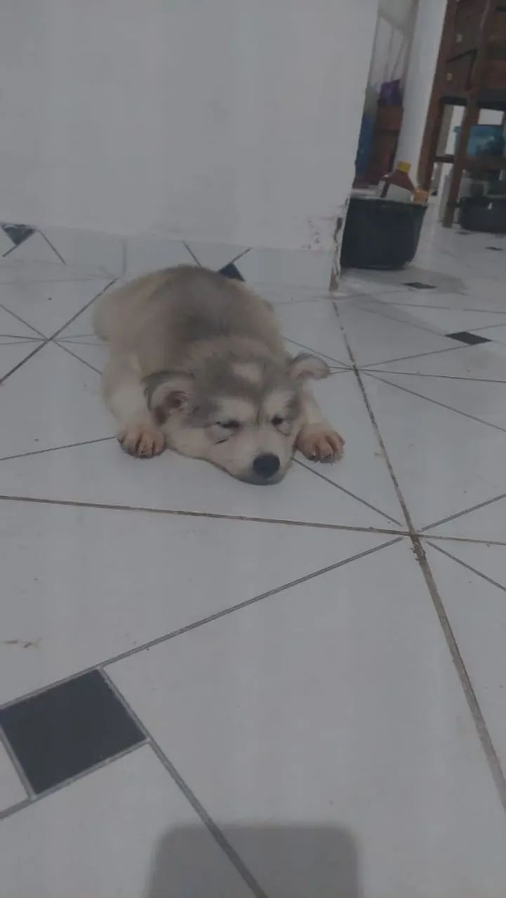 Promoção relâmpago casal de husk Siberiano  - Foto 3