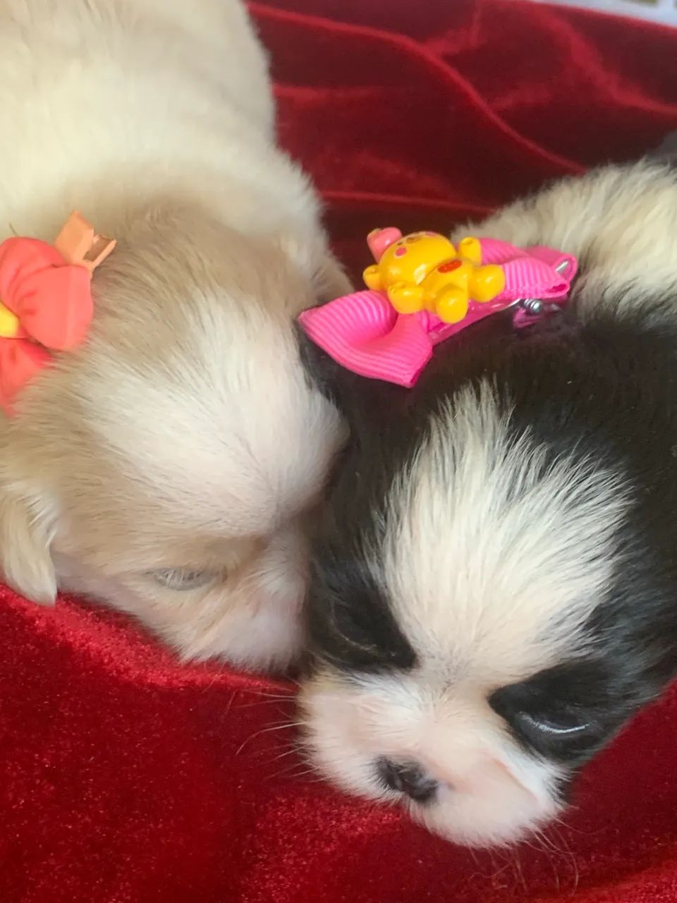 Shihtzu  - Foto 2