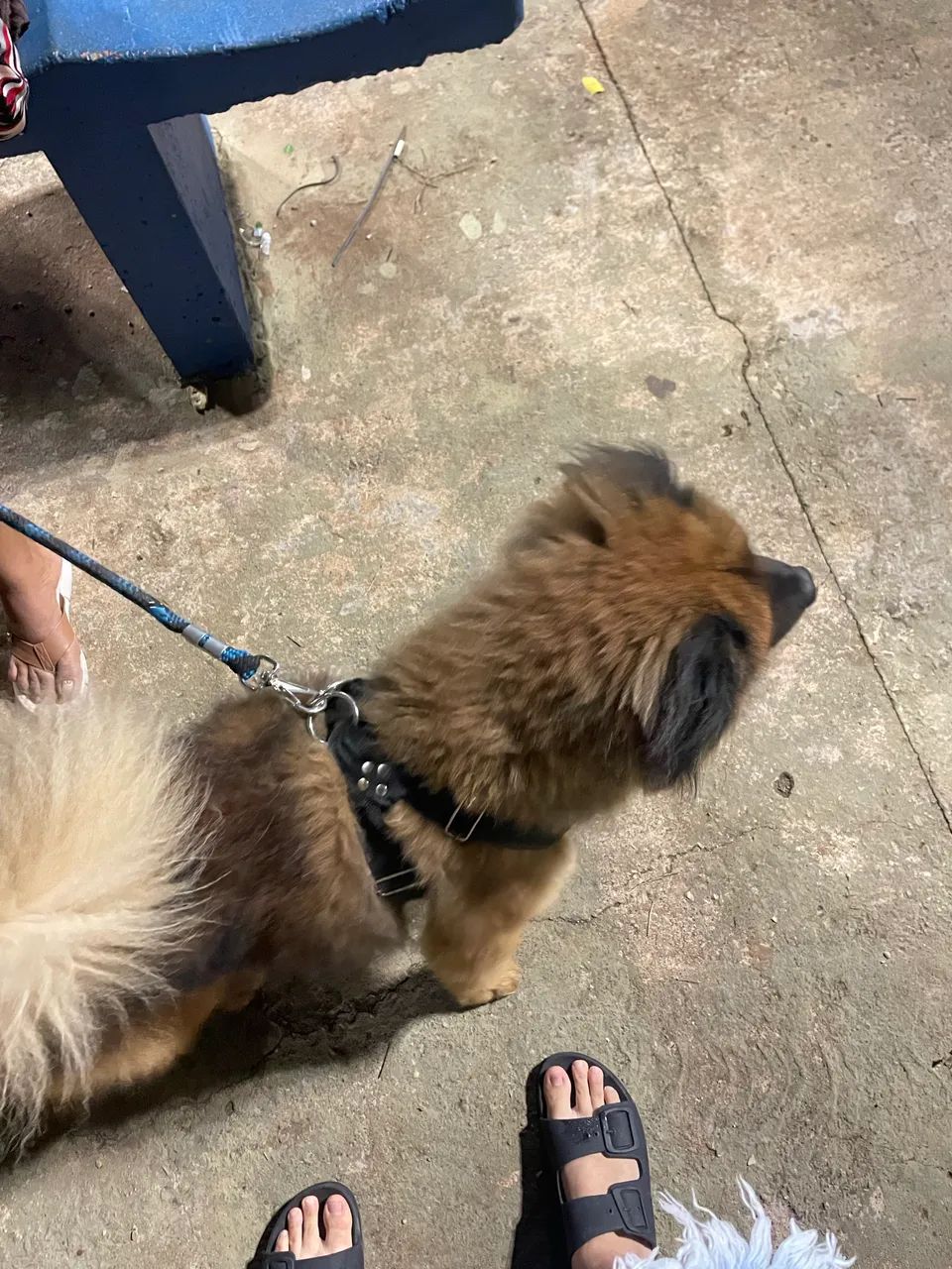 Chow chow para doação  - Foto 4