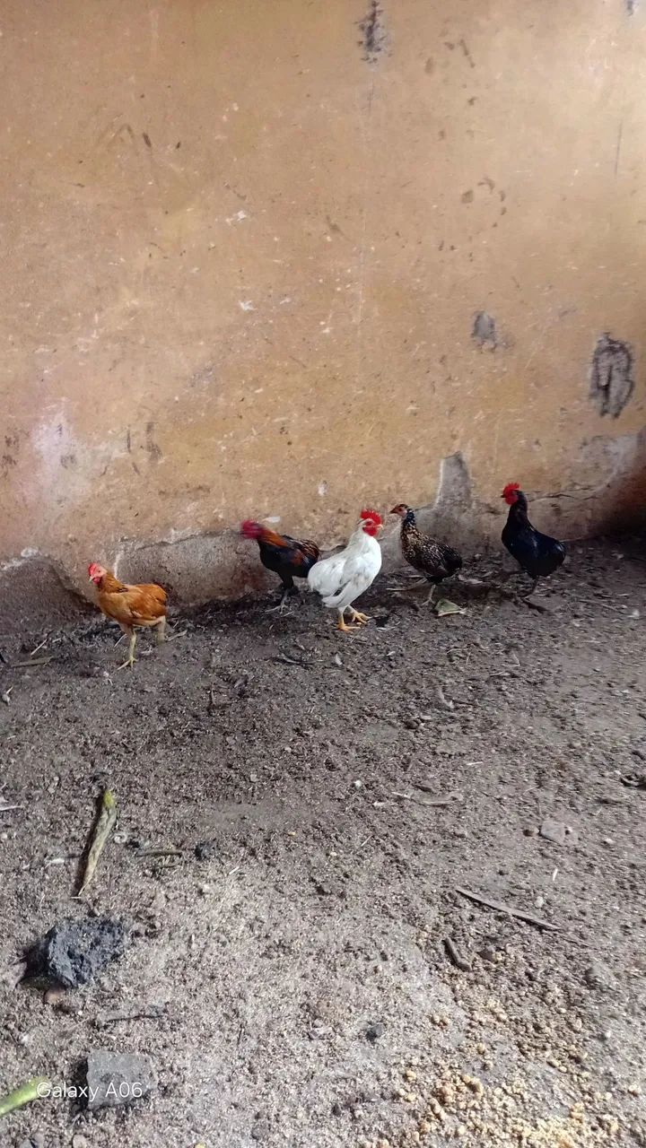 Garnize sura ornamental.