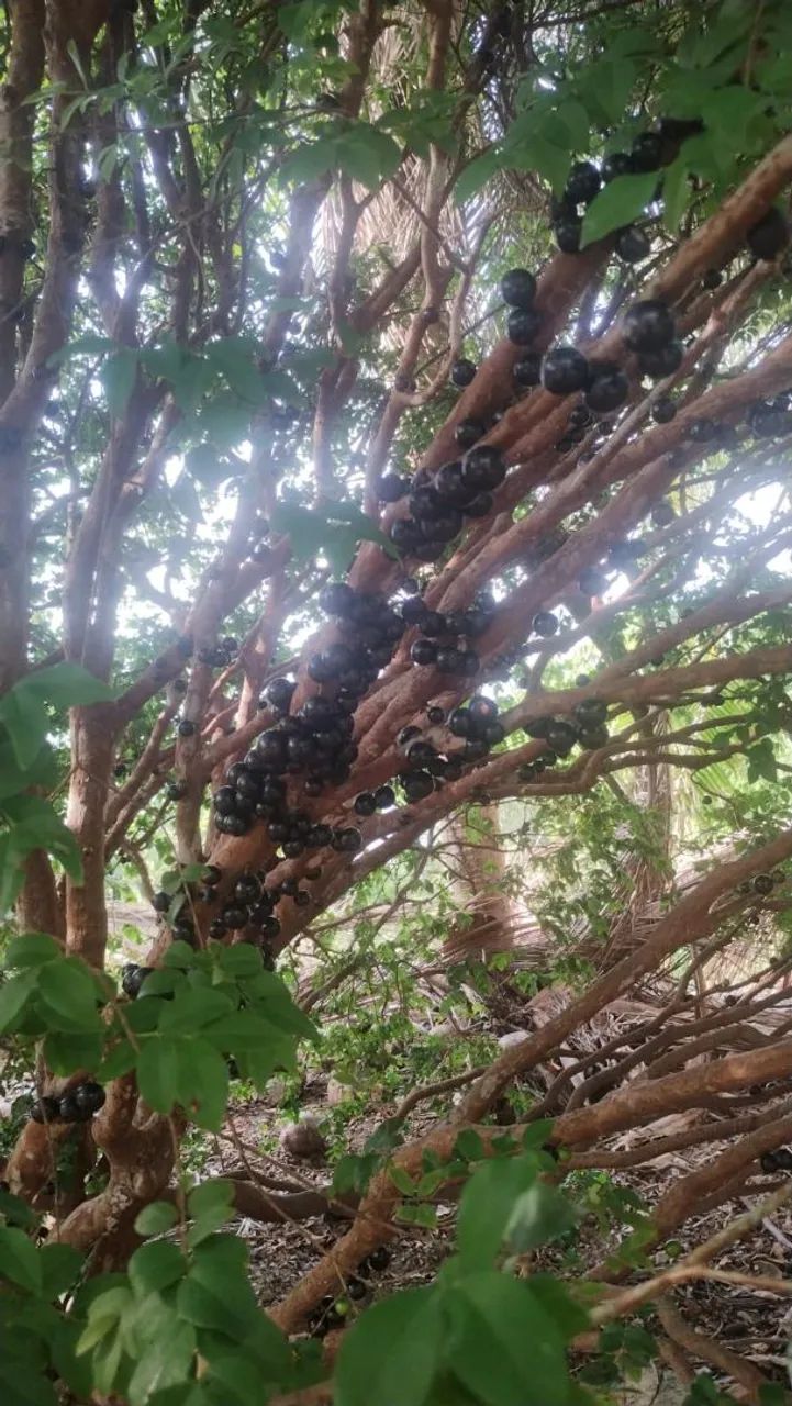 FAZENDA À  VENDA / BREU BRANCO  - Foto 5