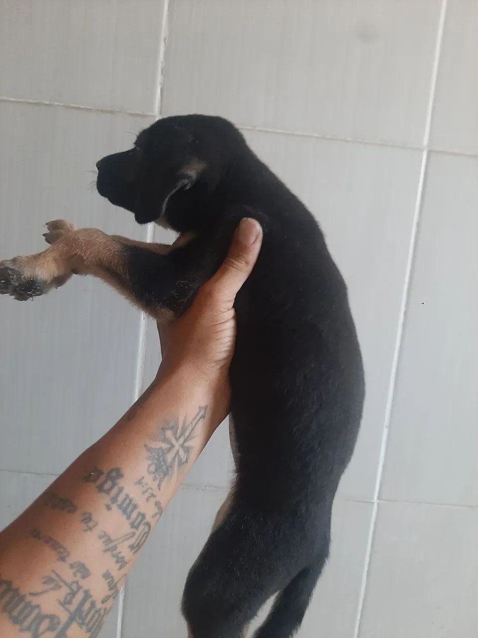 Cachorrinha 