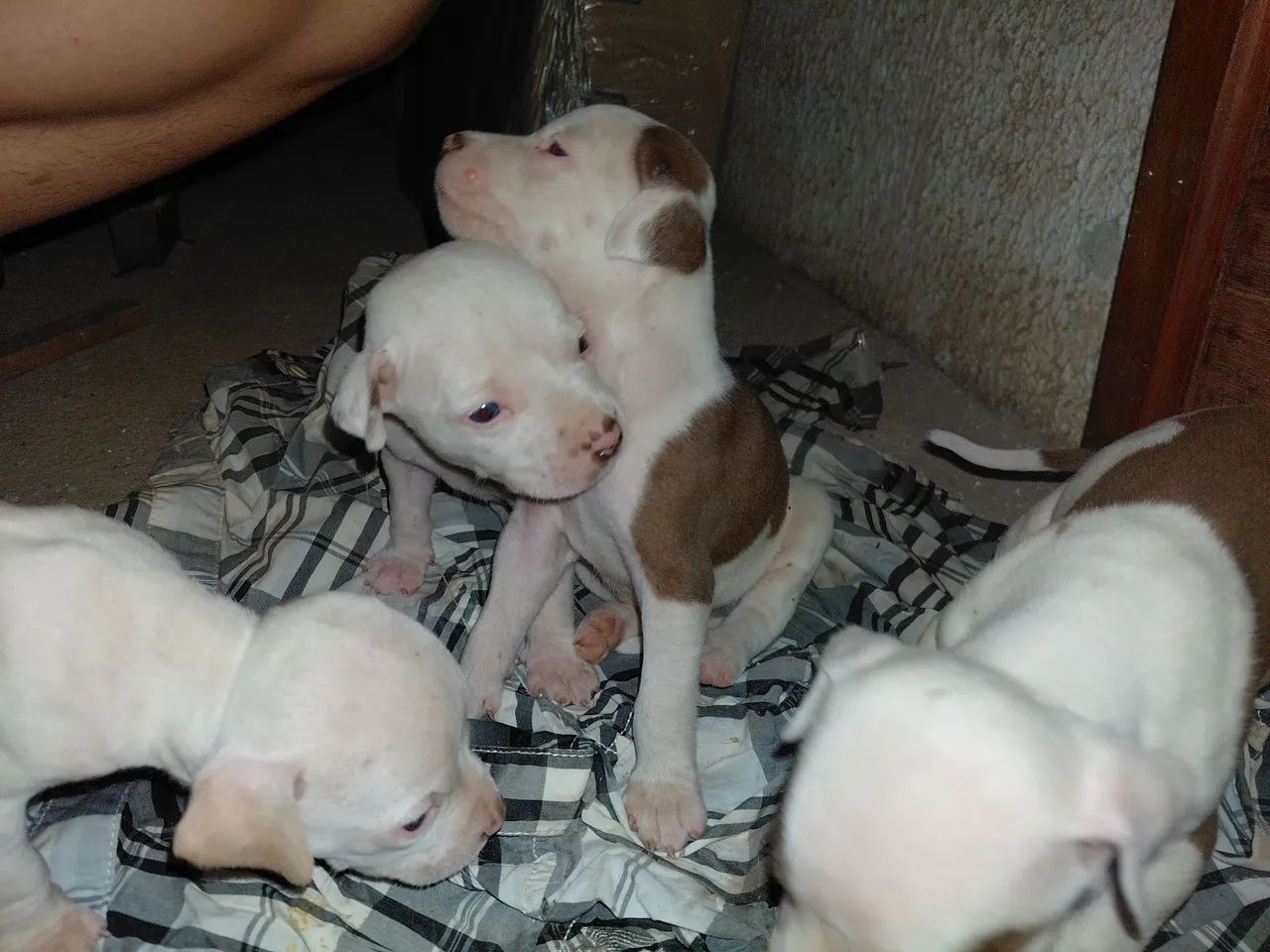 Filhote pit bull  - Foto 3