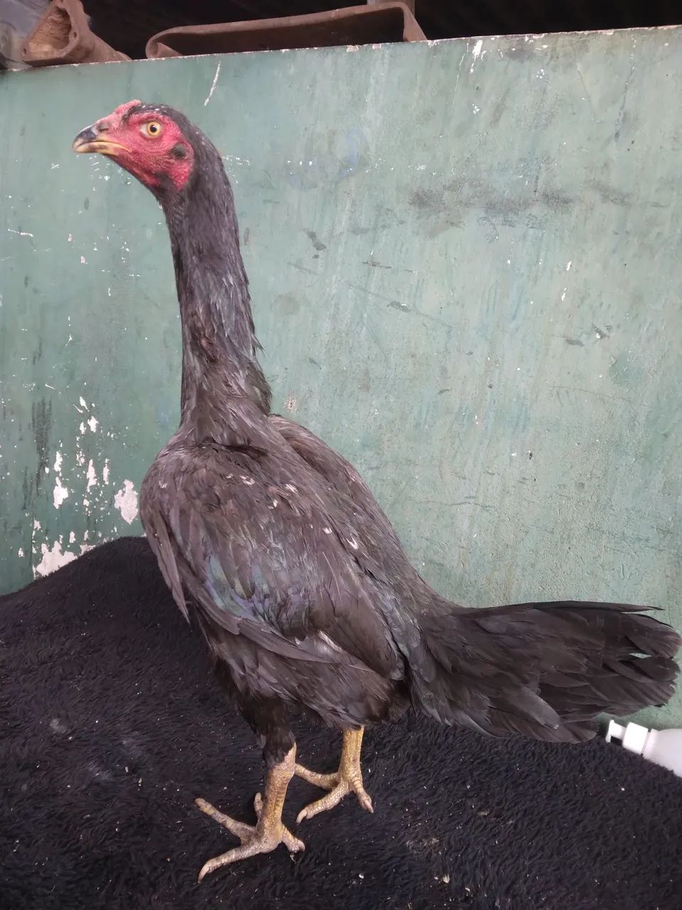 Disponível 