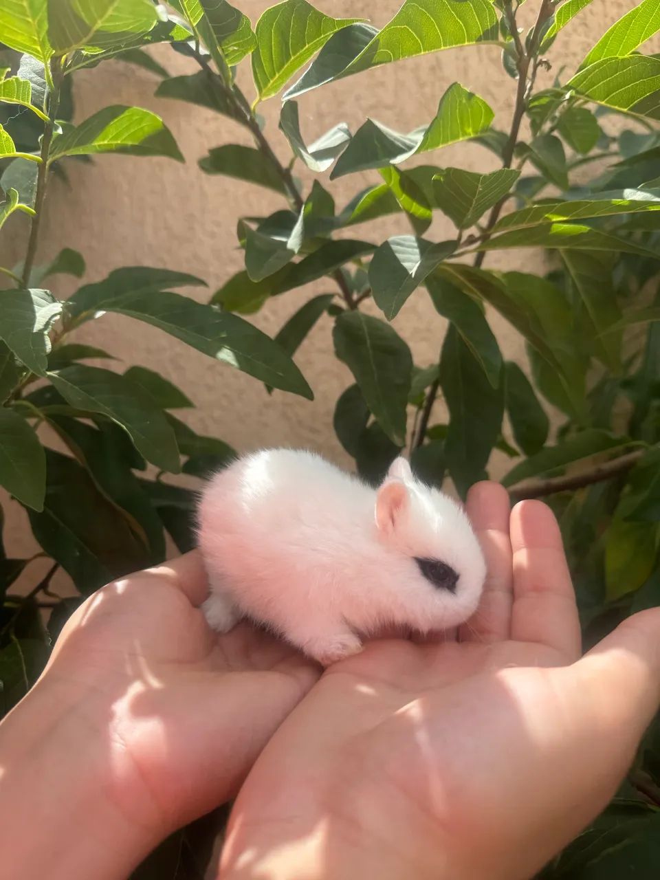 Mini Netherland dwarf - Foto 2