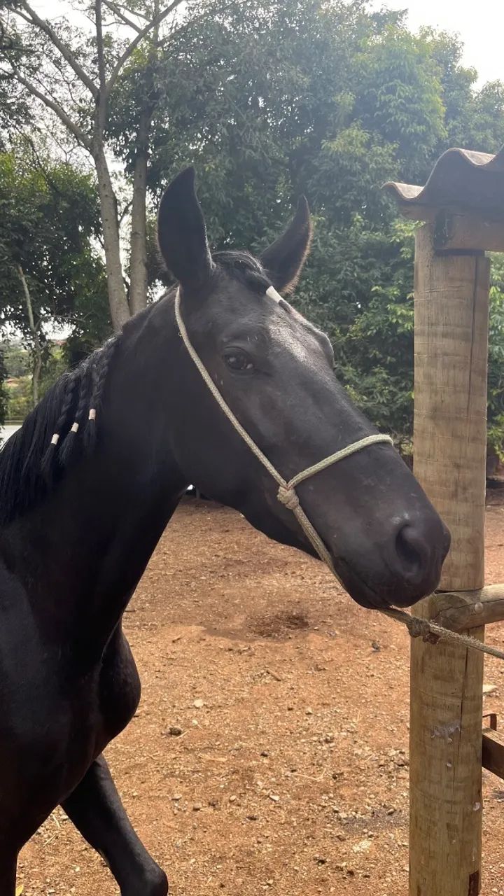 Cavalo - Foto 4
