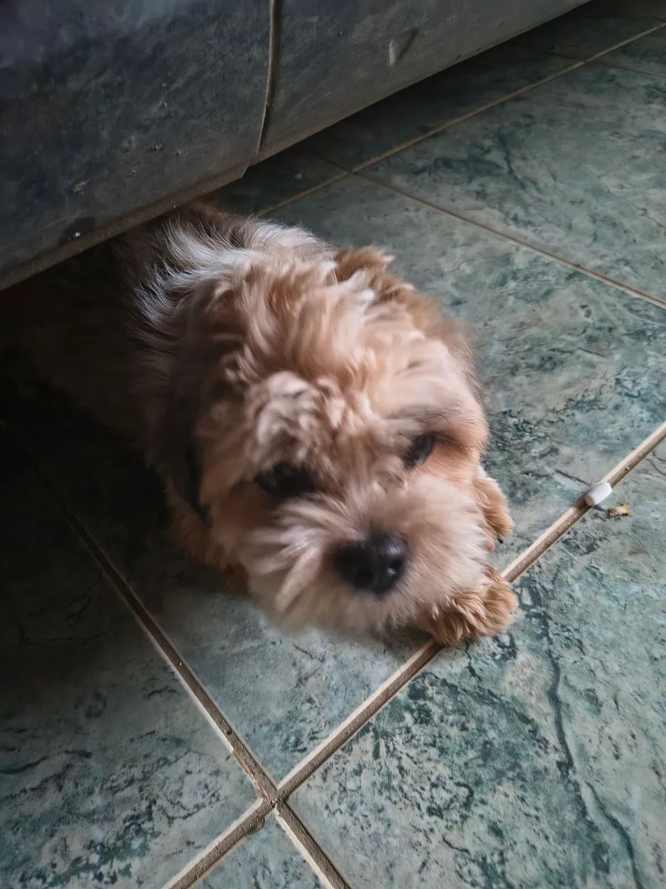 Shitzu macho  - Foto 3