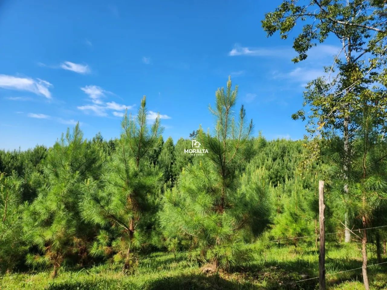 Chácara a venda com Plantação de Pinos em Tijucas do Sul - Foto 2