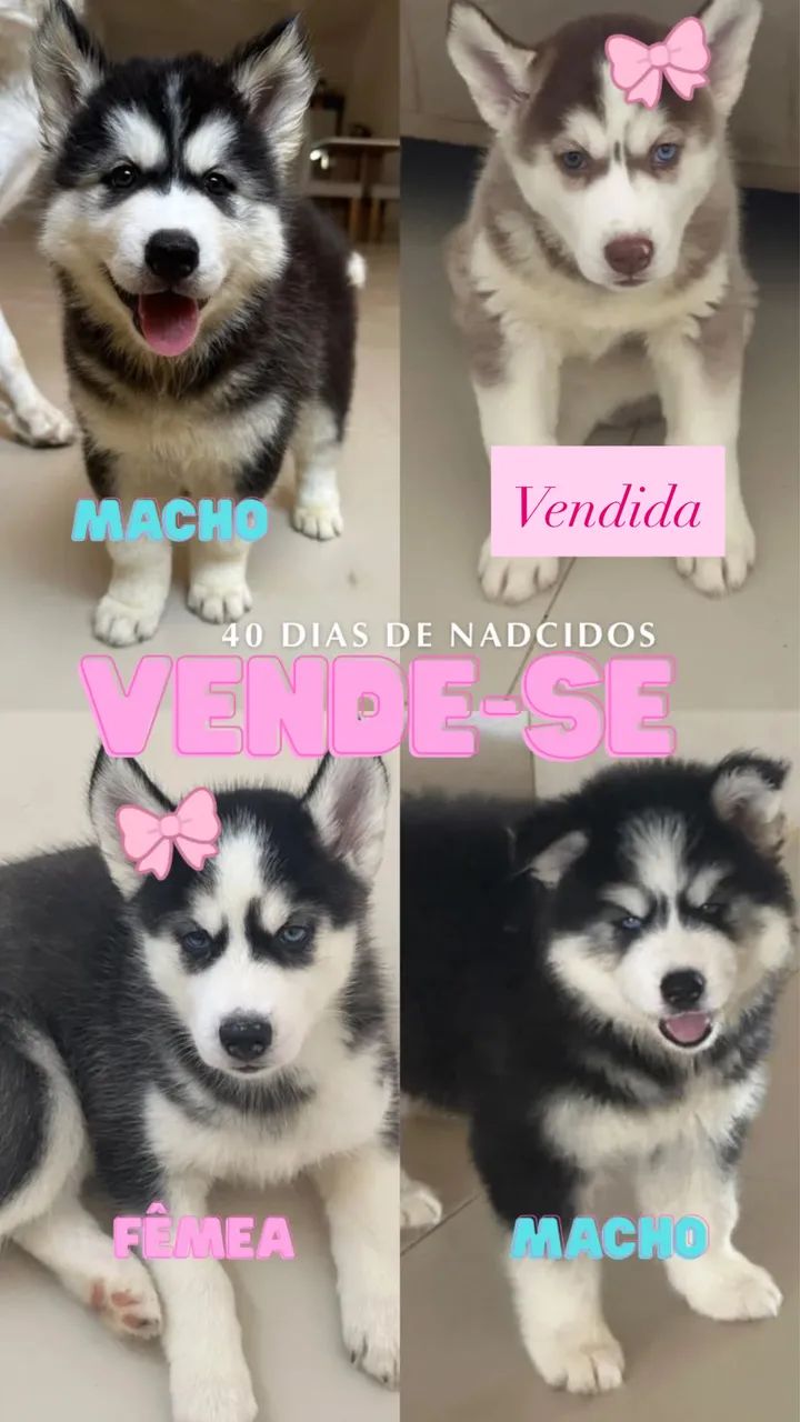 Husky siberiano - Foto 2