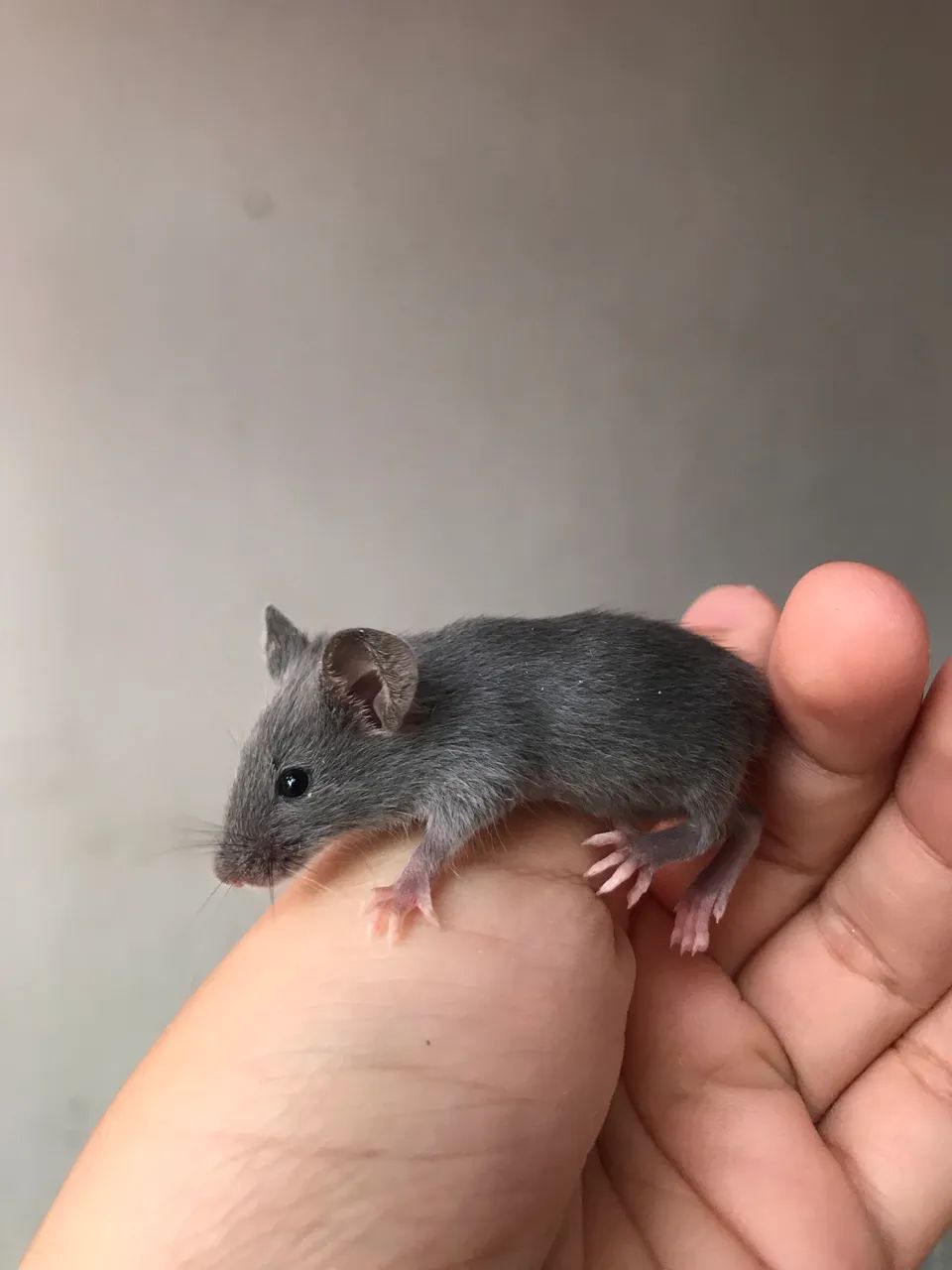 Camundongos ? Ratos domésticos  - Foto 3