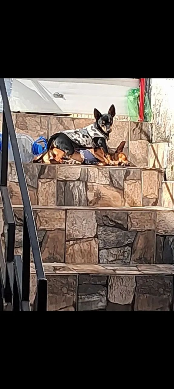 Pinscher machinho  - Foto 4
