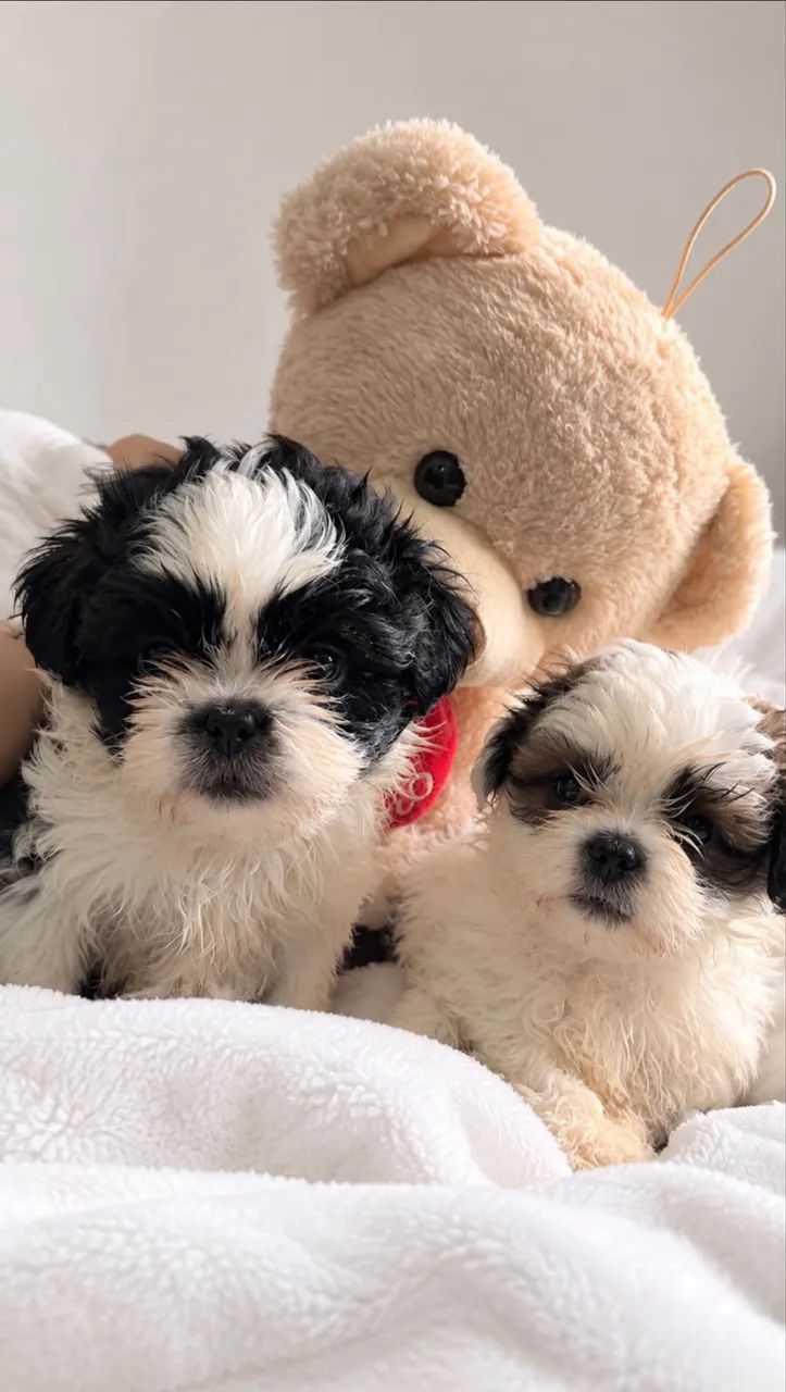 Filhotes de shihtzu - Foto 3