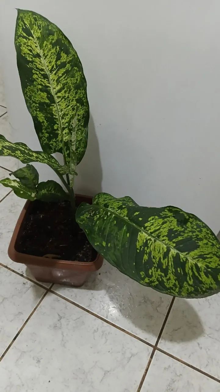 Comigo ninguém pode  - Foto 4