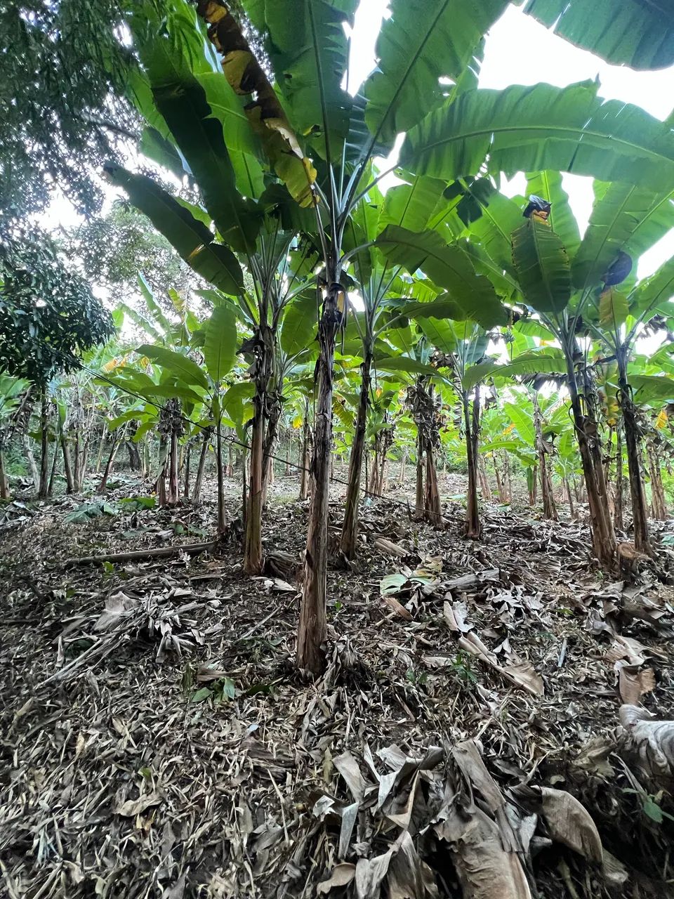 TERRENO 15x20 EM PACOTI! Pagamento facilitado - Foto 4