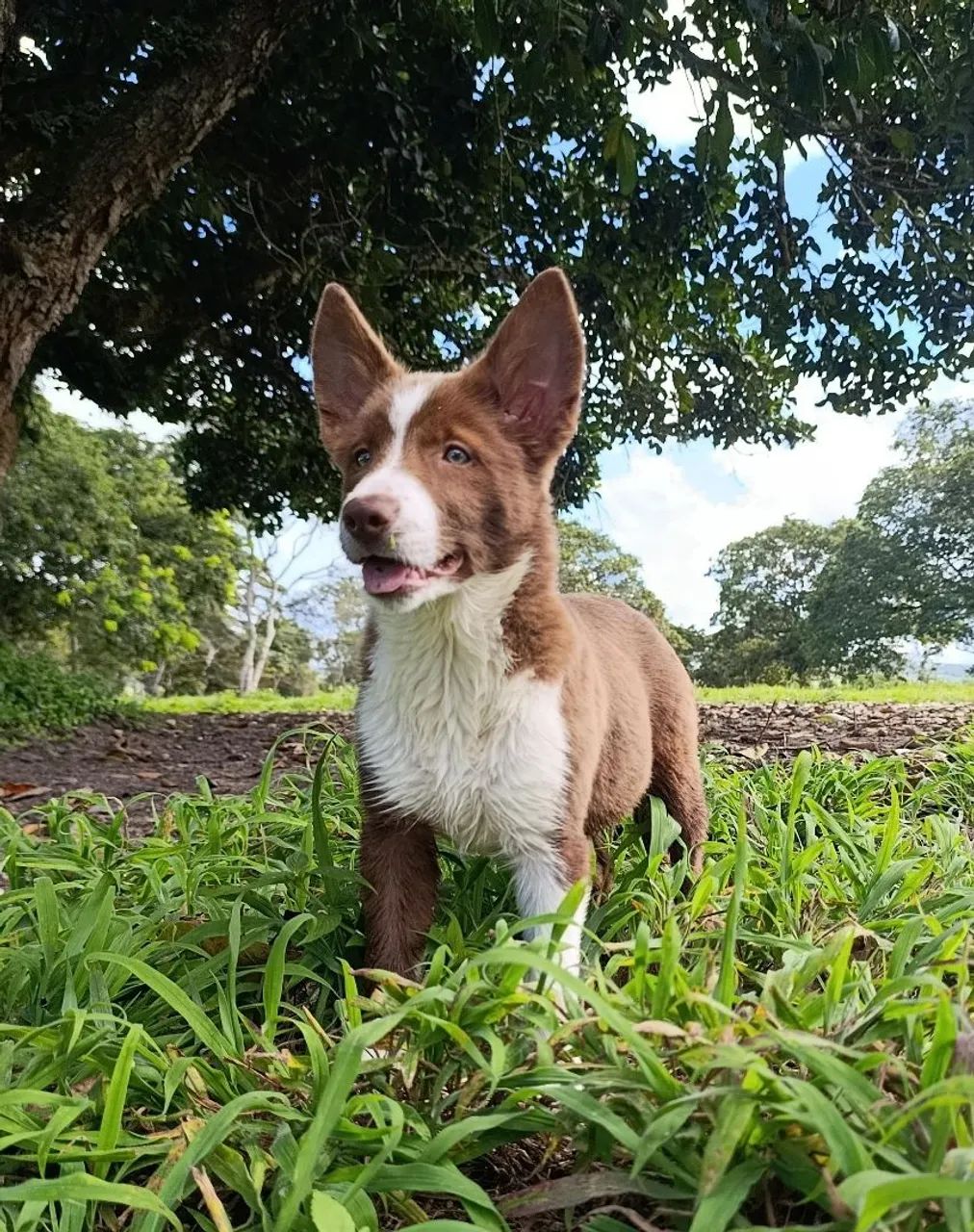 Lindos filhotes de Border Collie  - Foto 4