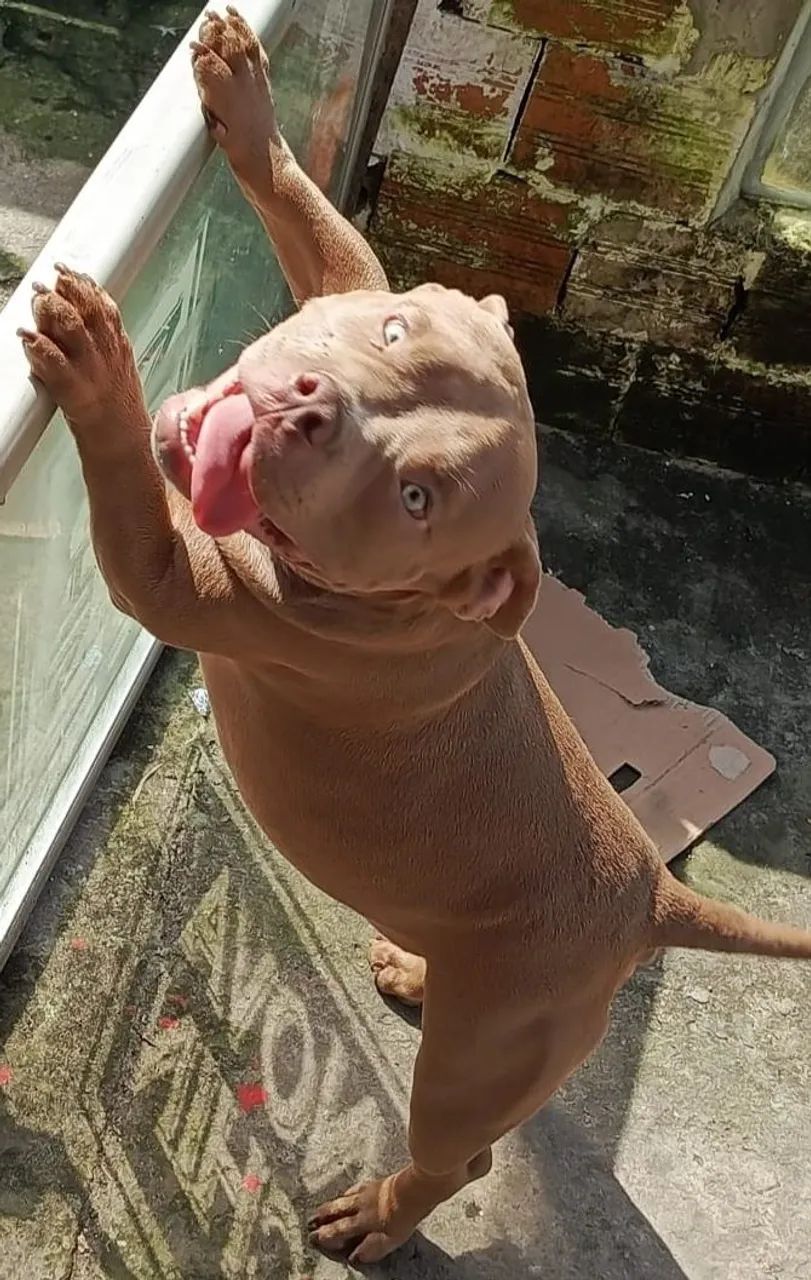 Pitbull American bully - Foto 2