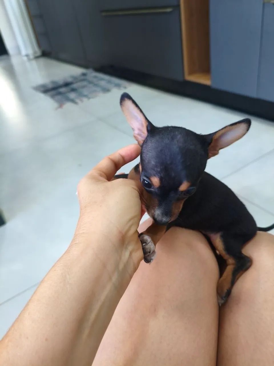 Pinscher fêmea 01 disponível. - Foto 4