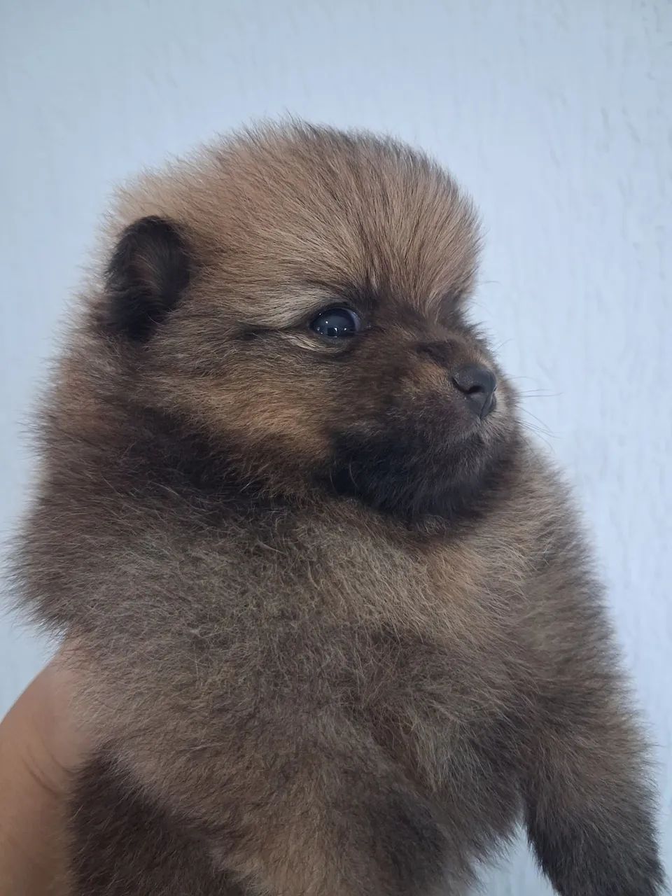 Spitz alemão  - Foto 3