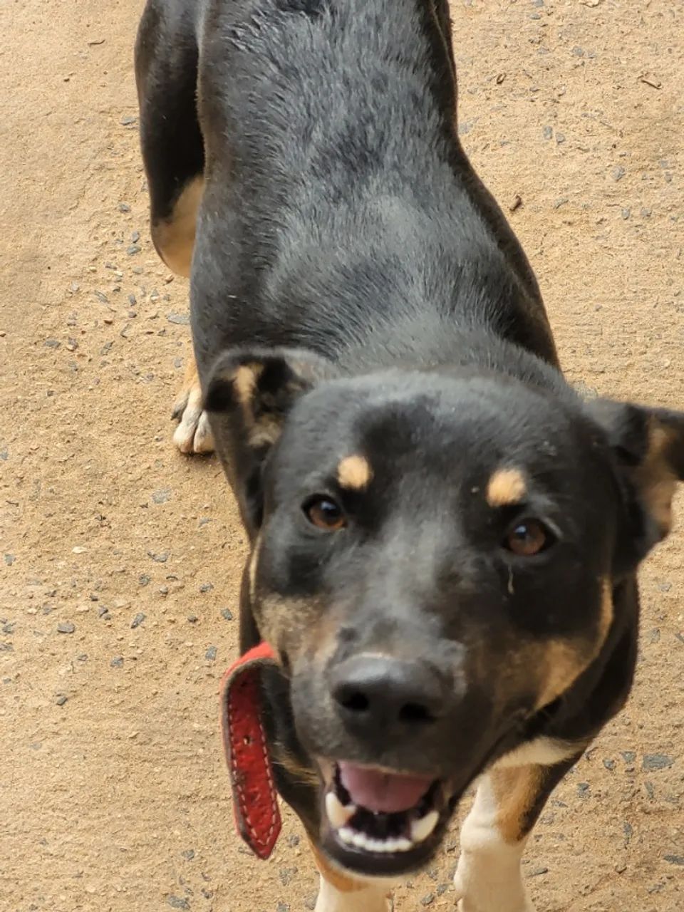 Cachorro 