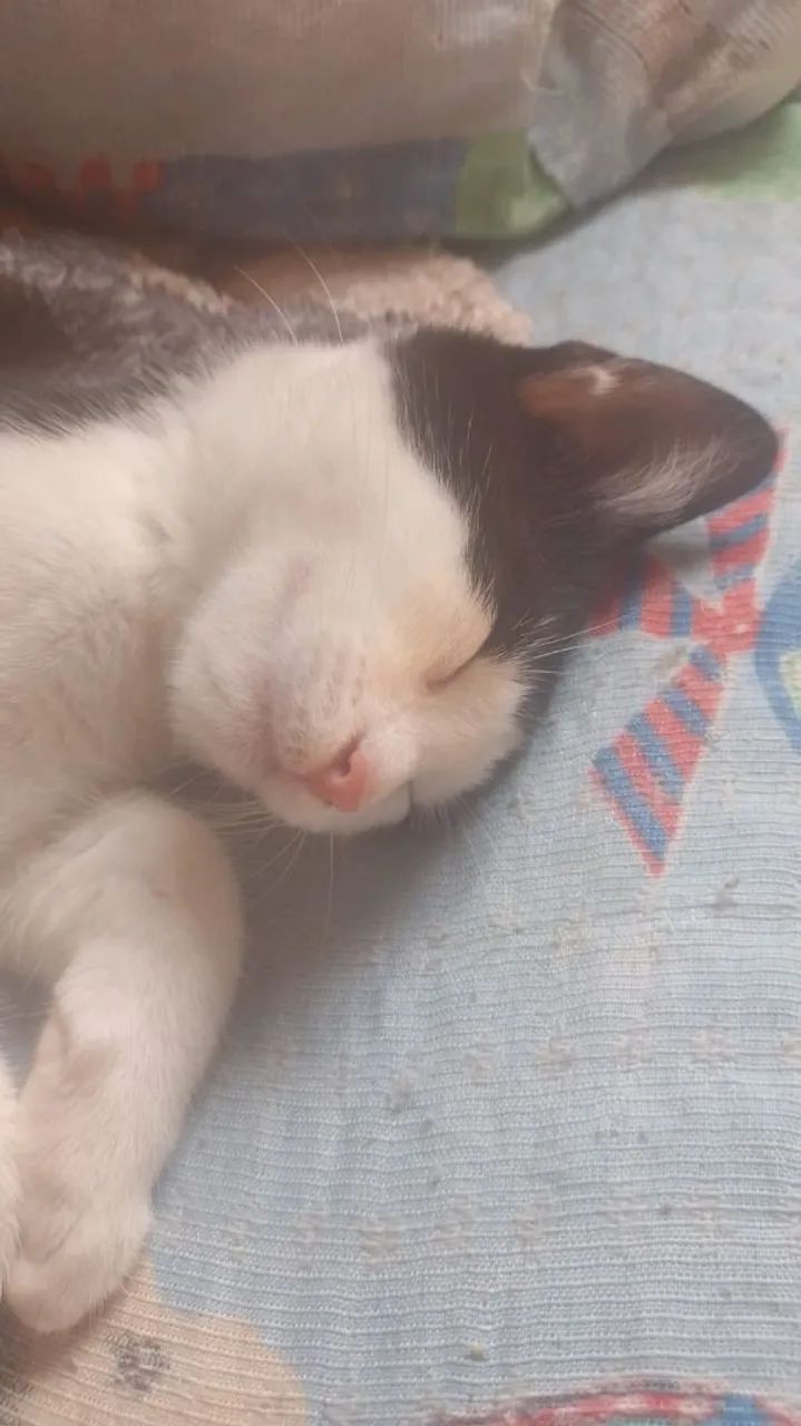 Gatinho macho  - Foto 2