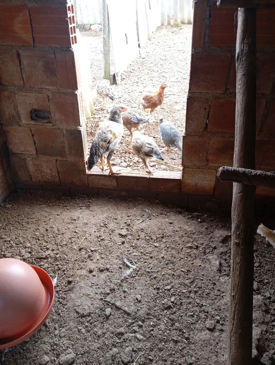 Vendo galinhas caipira  - Foto 3