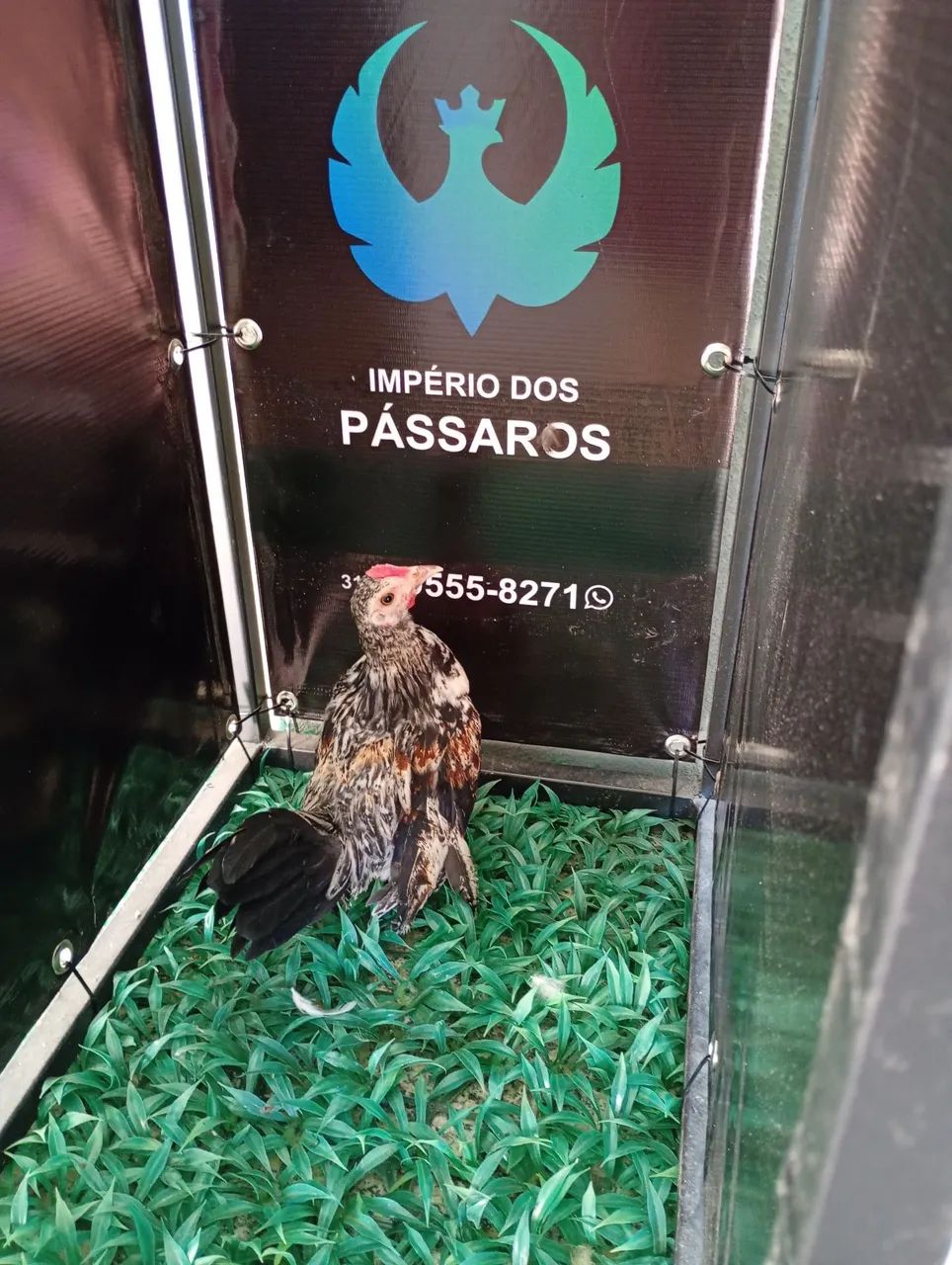 Mini Garnize  - Foto 4