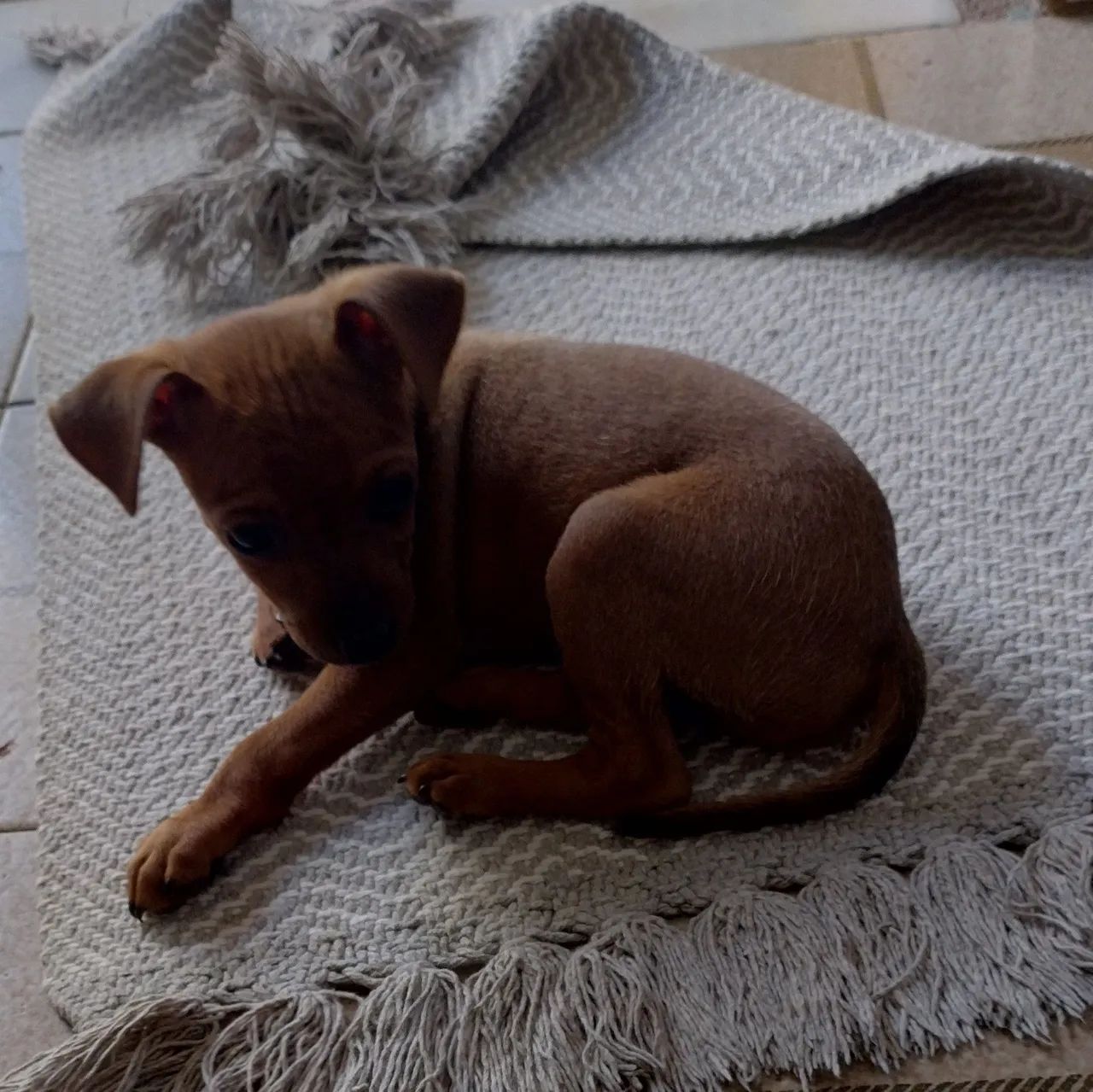 Cachorro 