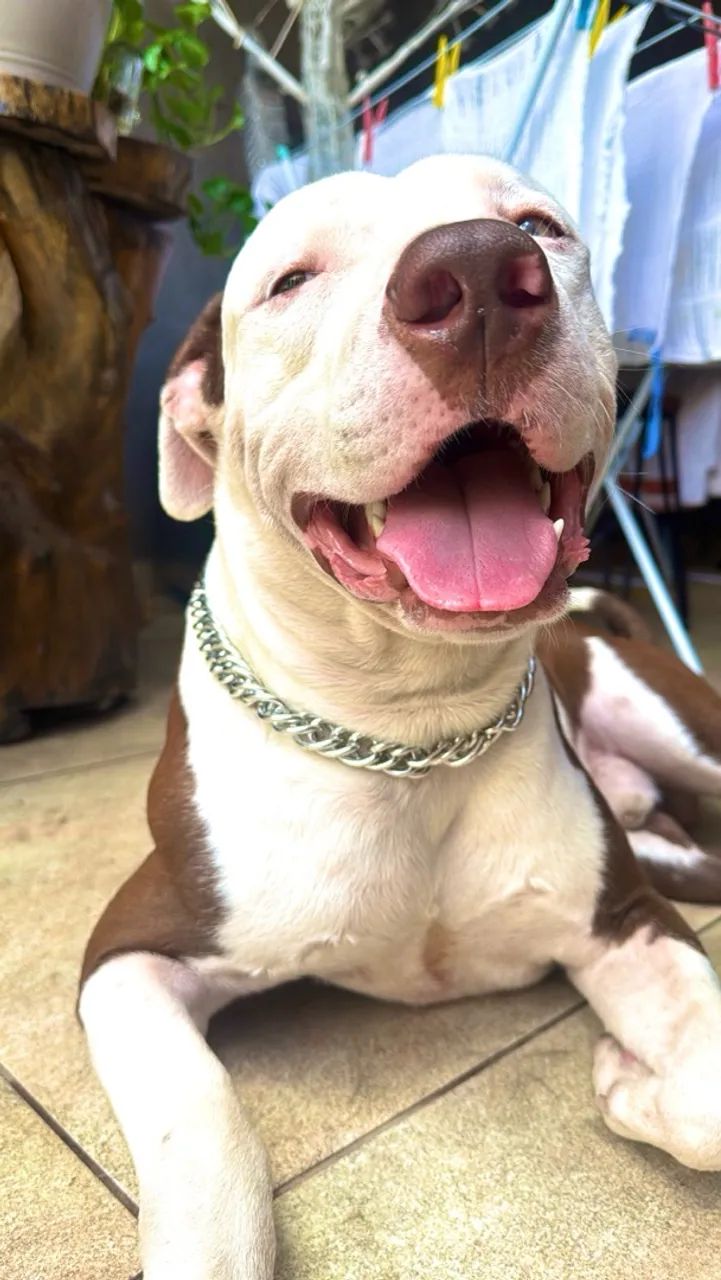 PROCURO FÊMEA PITTIBULL 