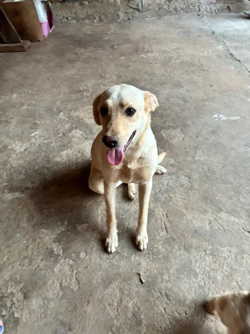 Doação Labrador  - Foto 5