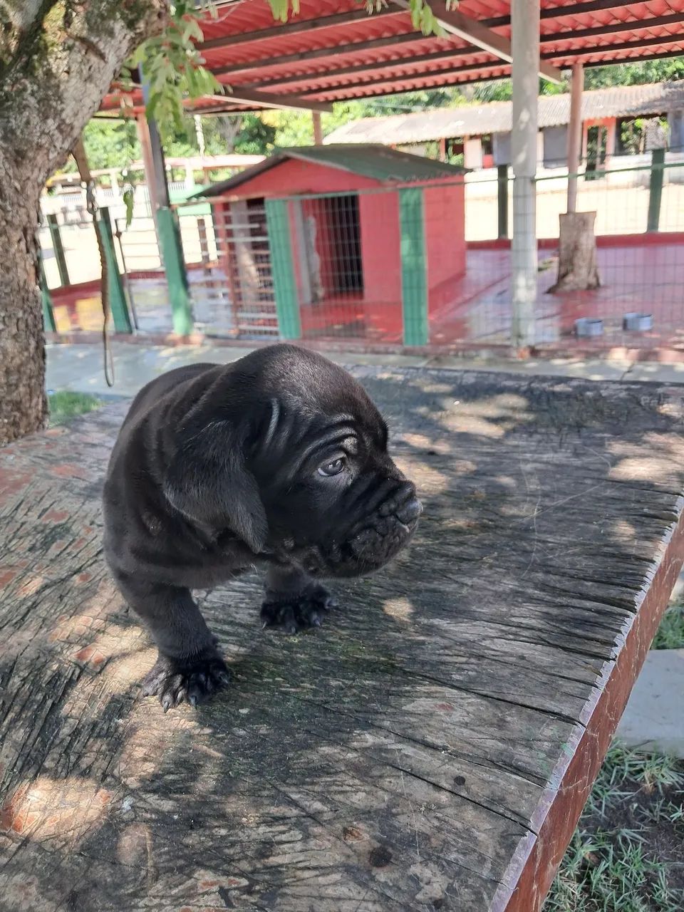 Cane corso italiano - Foto 4