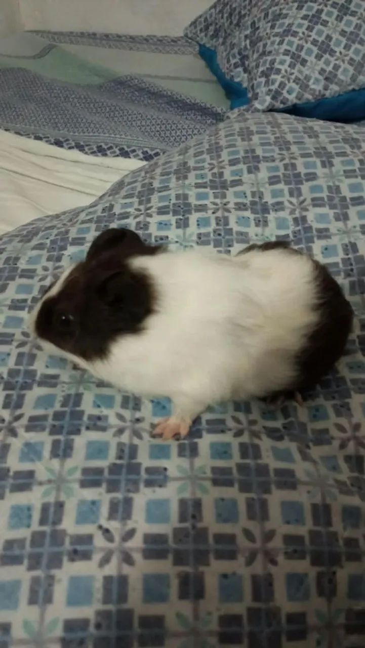 Porquinhos da índia inglês  - Foto 5