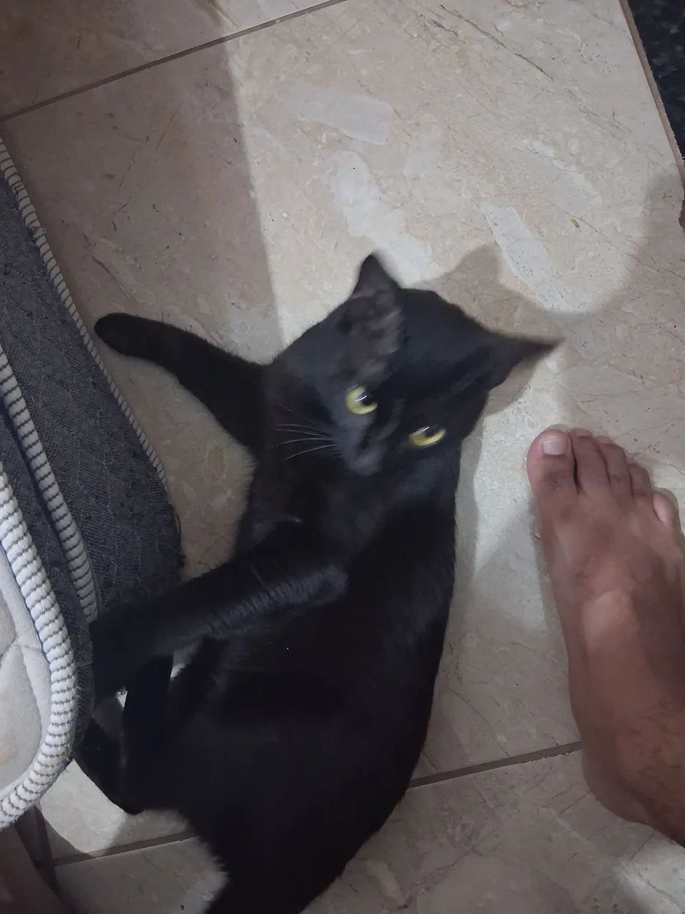 Gatinho preto  - Foto 3
