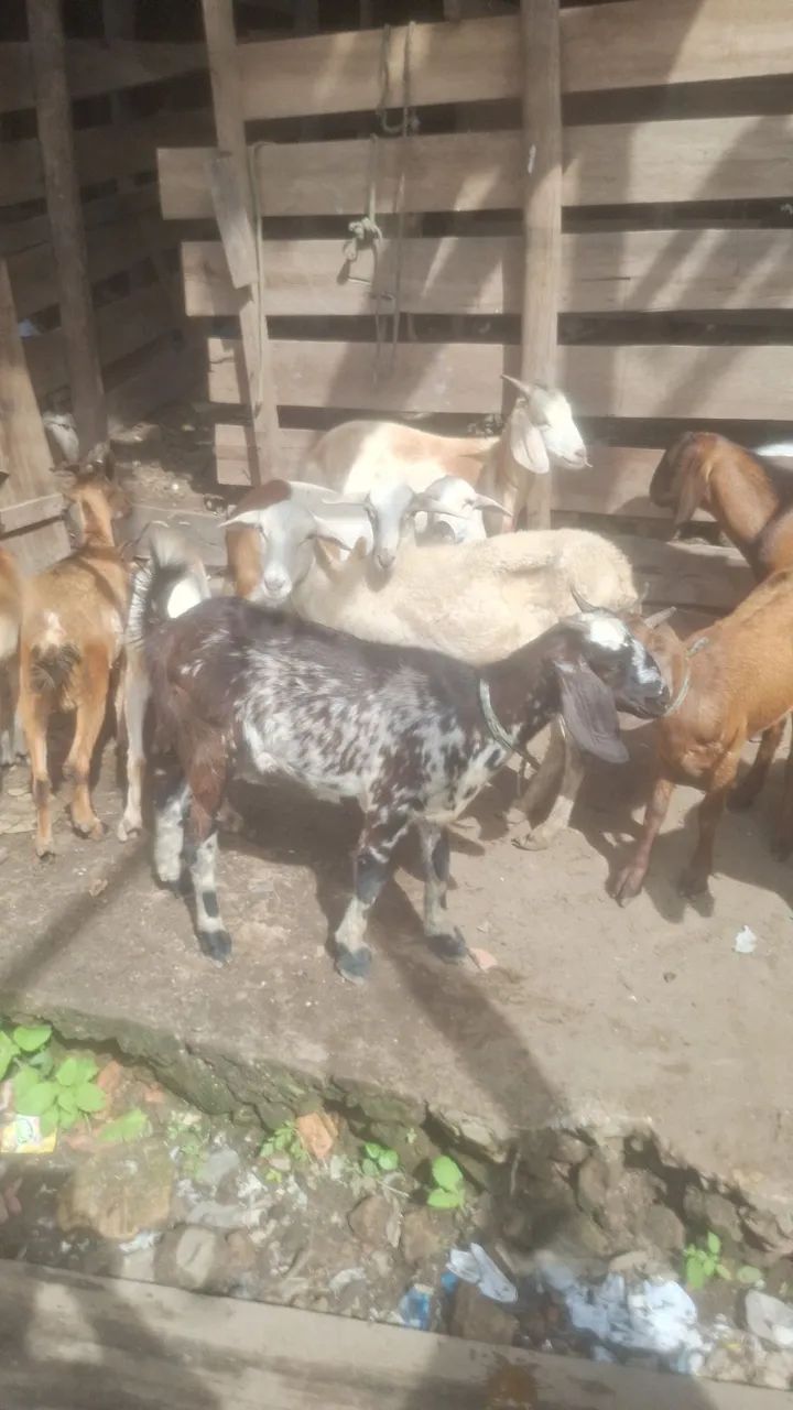 Bode e cabra - Foto 4