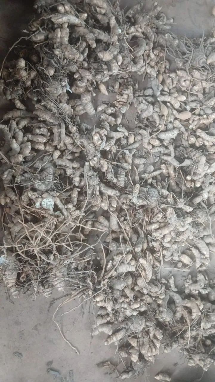 Vendo Açafrão 