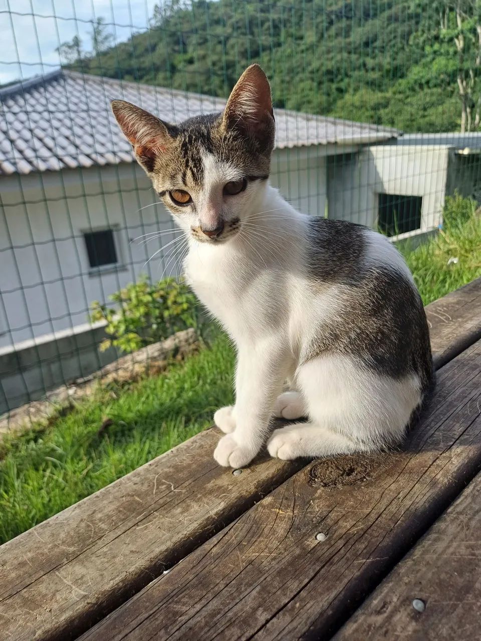 Gatos pra adoção  - Foto 3