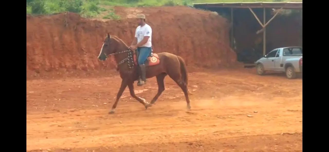 Animais batida  - Foto 5