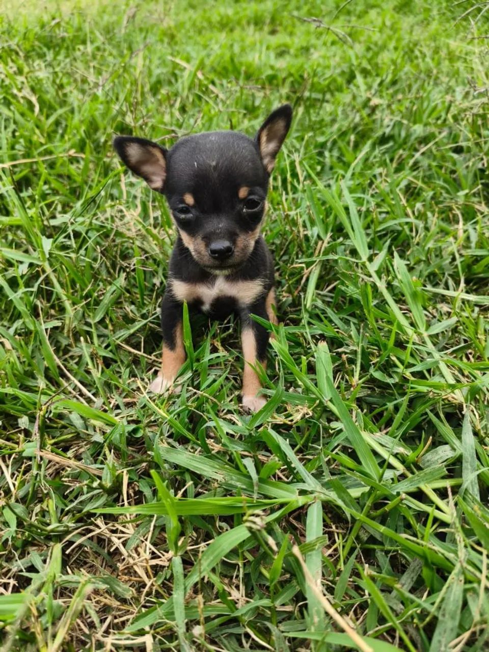 Mini pinscher  - Foto 3