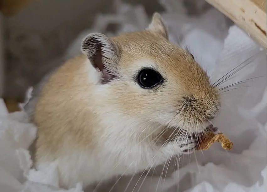 Dupla de Gerbil Macho Mansos - Foto 5