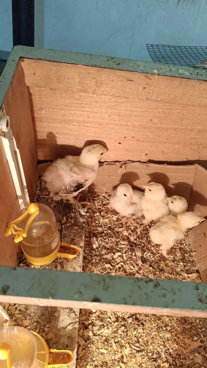 Pintos Brahma e Wyandotte - Foto 6