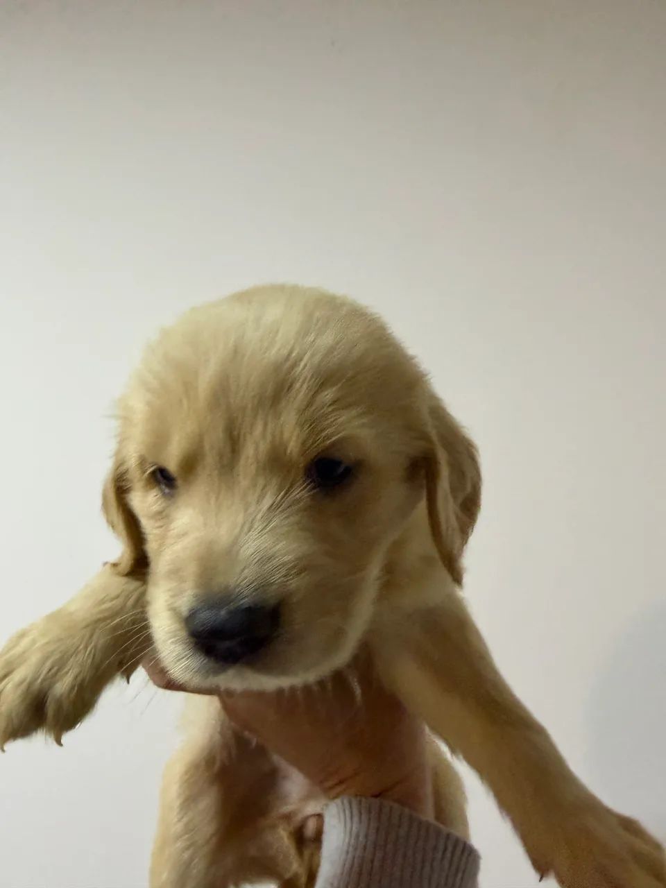 Golden retriever  - Foto 4