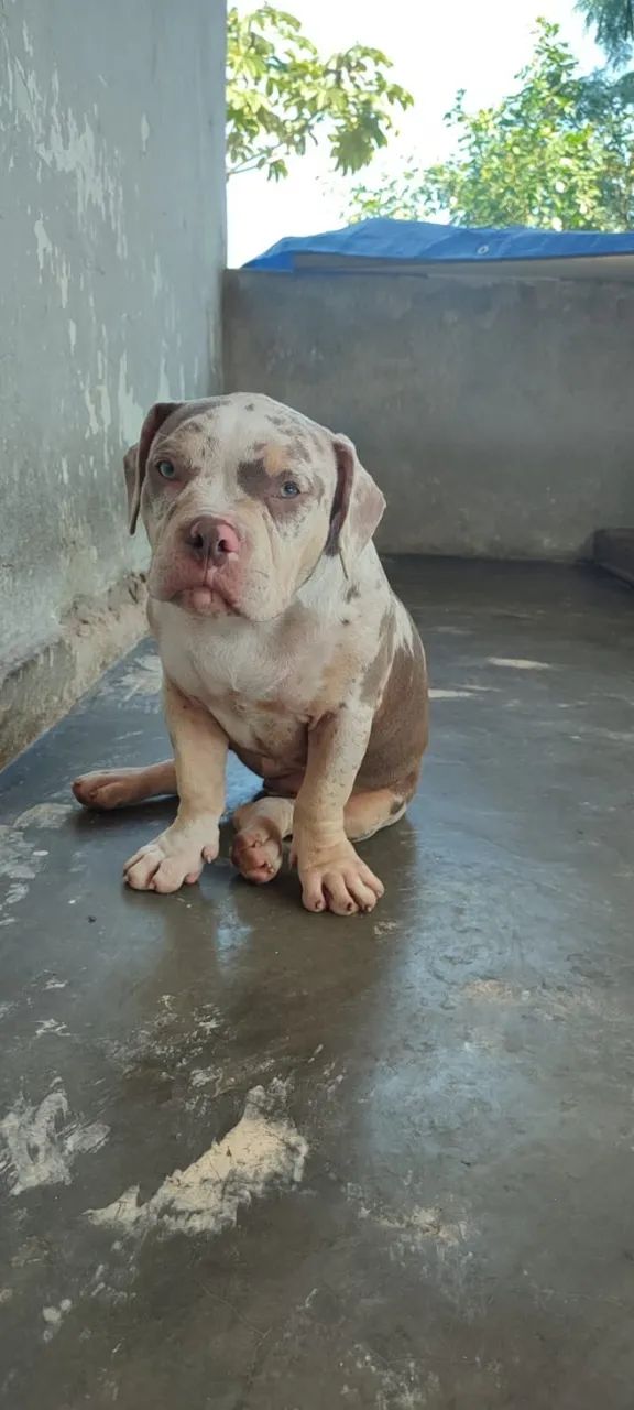 American Bully - Foto 3
