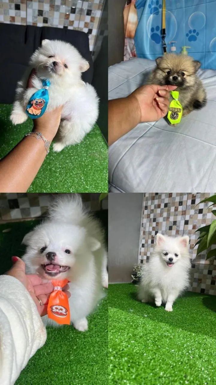 Spitz Alemão 