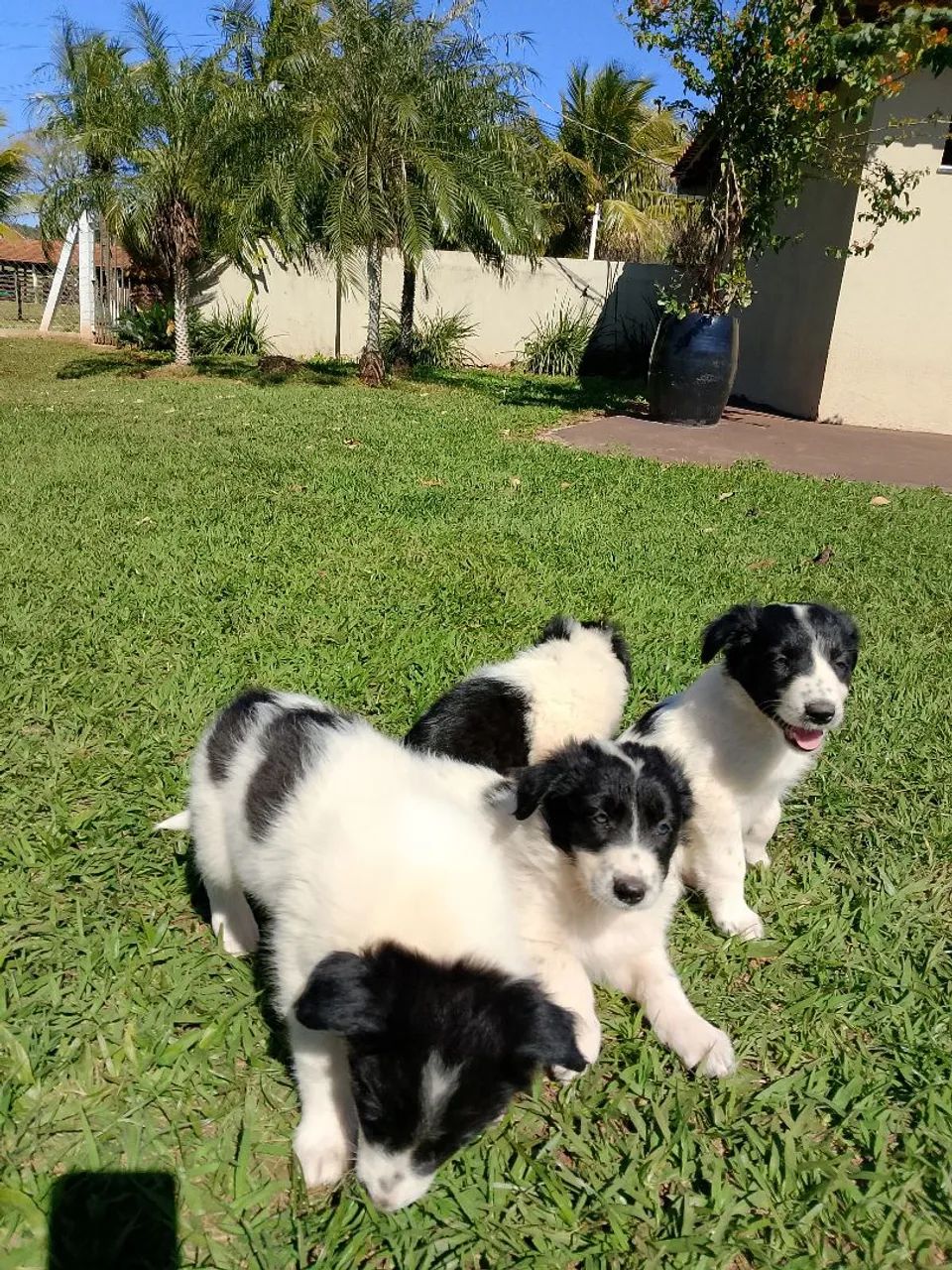 Border collie  - Foto 5