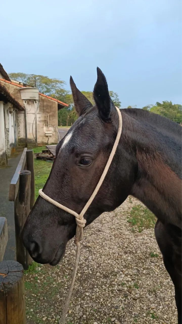 Égua preta ! - Foto 2