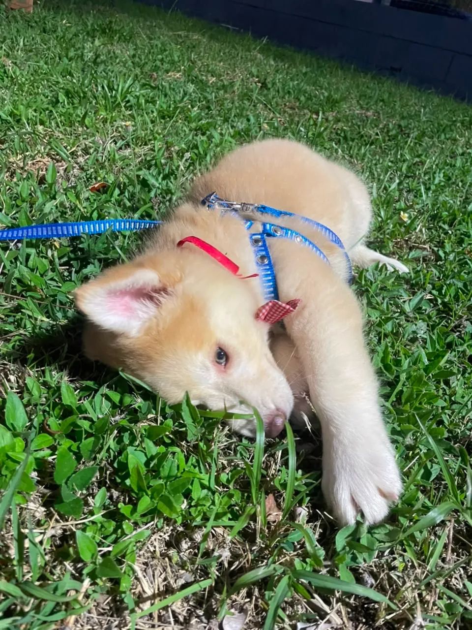 Husky siberiano - 3 meses - puro  - Foto 2