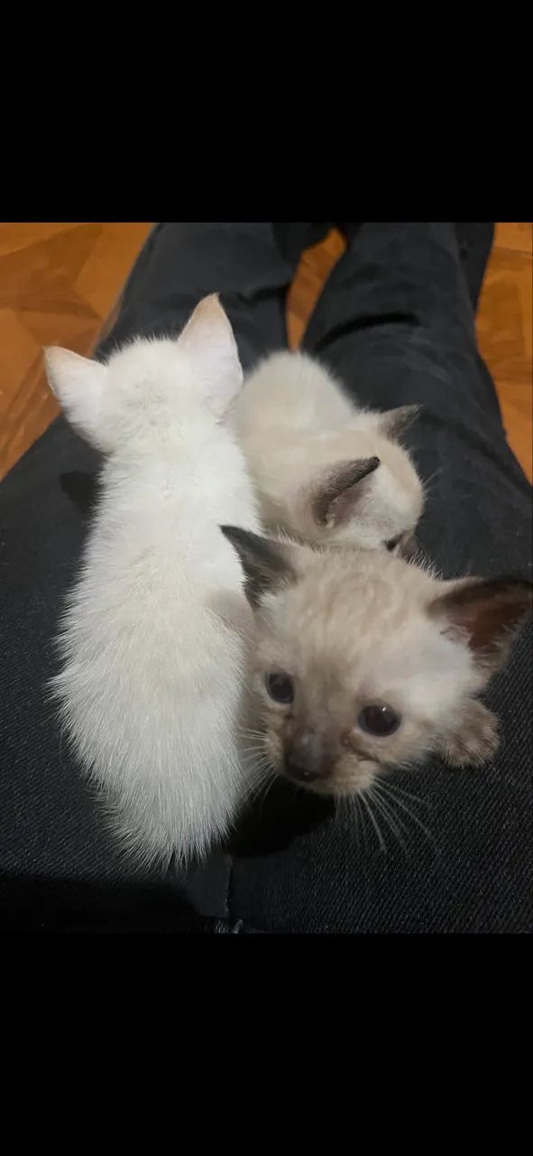 Estou doando esses gatinhos