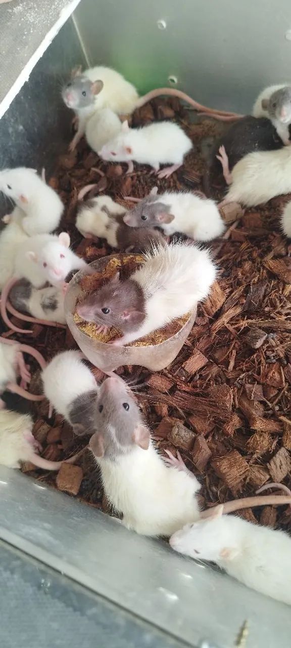 Twisters Pets/ Biotério 