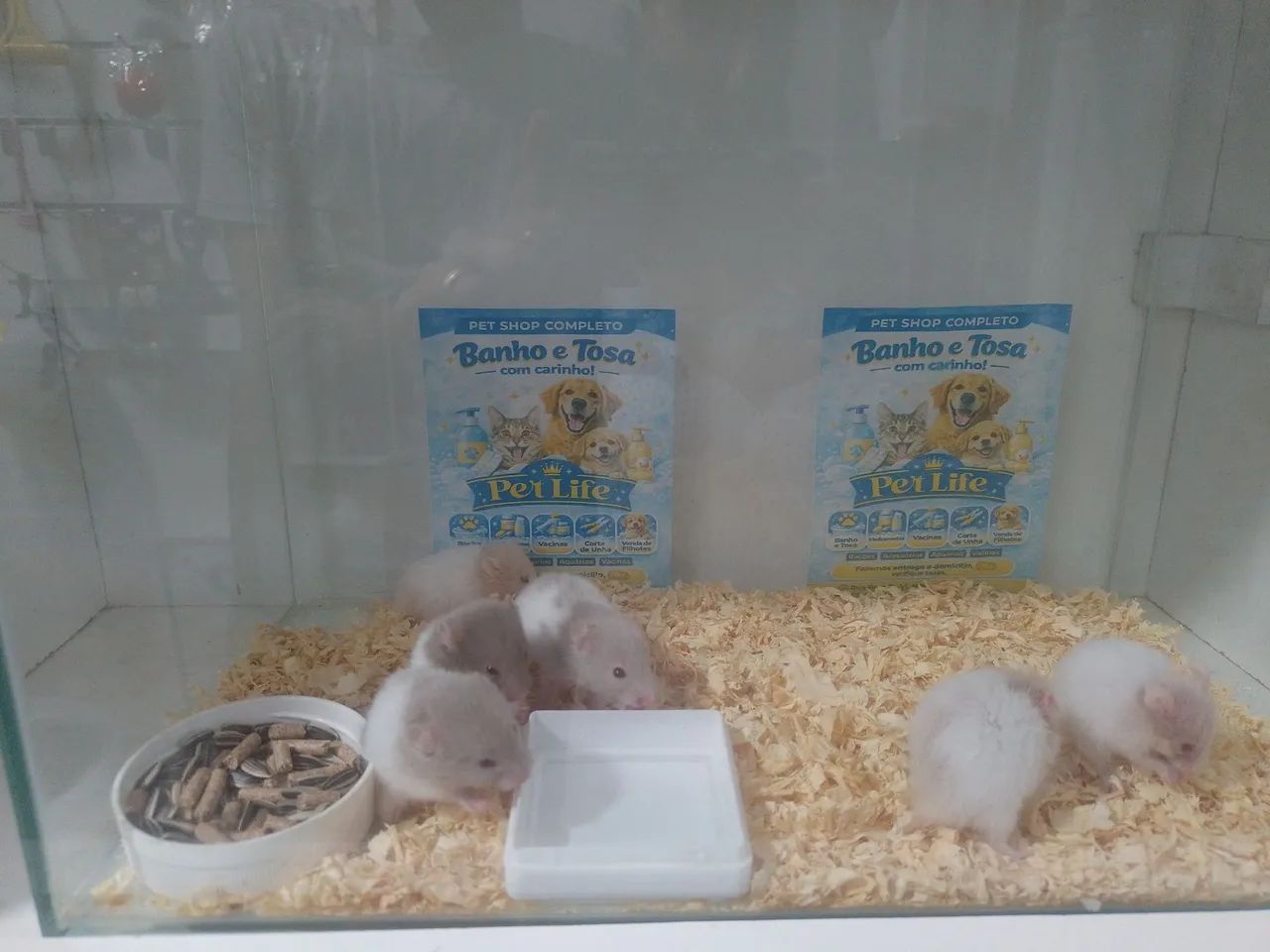 Hamster  - Foto 2