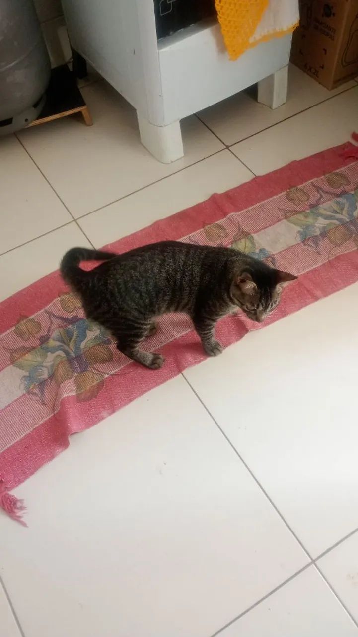 Doa-se gatinho lindo - Foto 4